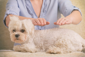 Equine / Animal Therapies. canine reiki